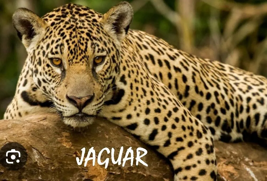 בית הארחה מלון Jaguar Antigua Guatemala